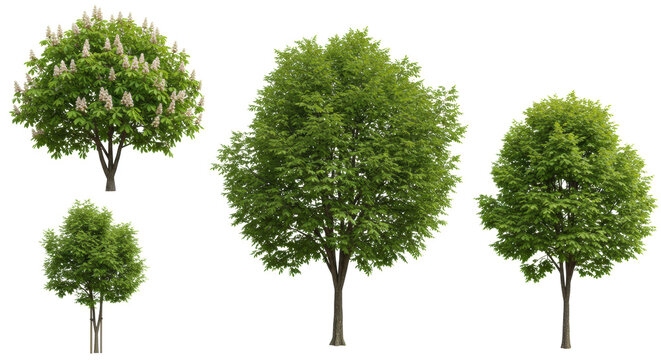 Six photorealistic young deciduous trees, including two blooming horse chestnuts with white flower spikes, isolated on a plain white background with sharp focus, concept for architectural and