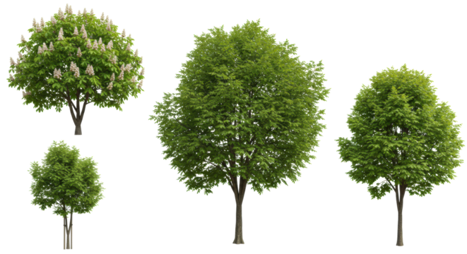 Six photorealistic young deciduous trees, including two blooming horse chestnuts with white flower spikes, isolated on a plain white background with sharp focus, concept for architectural and