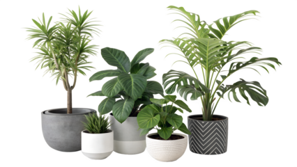 A curated collection of five lush green indoor houseplants in stylish modern pots arranged artfully against a clean black background for versatile design use