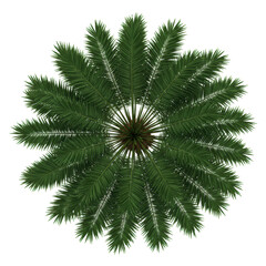 A vibrant, lush emerald green palm tree crown with intricate fronds and natural texture, presented as a botanical object, isolated on a transparent background with studio lighting, a professional
