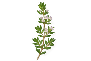 Fototapeta premium Fragrant thyme sprig displaying white blossoms, verdant foliage, and slender wooden stem against transparent backdrop