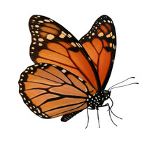 Obraz premium Monarch butterfly with vibrant orange wings, intricate black veins, white spots, detailed antennae, and slender body, isolated on a transparent background with a soft shadow, shot from a high