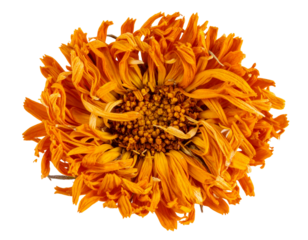 Dried Calendula Flower with Curled Petals and Earthy Tones, isolated on a transparent background