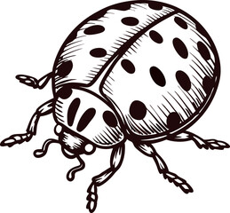Fototapeta premium Detailed hand drawn illustration of a ladybug beetle isolated on white background in vintage engraving