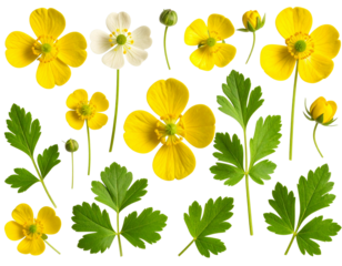 Flat Lay Set of Buttercup Elements Petals, Leaves, and Stems, isolated on a transparent background