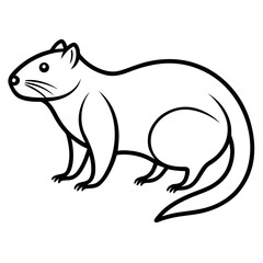 Muskrat on white background 