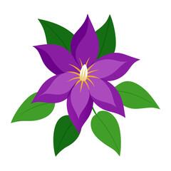 Clematis flower on white background 