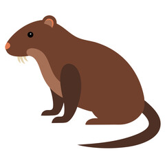 Muskrat on white background 