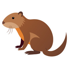 Muskrat on white background 