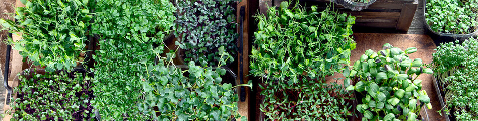 Mixed Microgreens