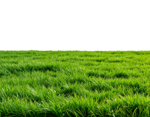 Cut out green grass field transparent backgrounds 3d rendering png file