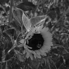 butterfly on a flower