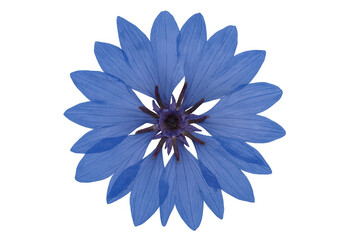 Obraz premium Chicory flower close-up, vivid blue petals, transparent backdrop, ideal for graphic design and botanical illustrations