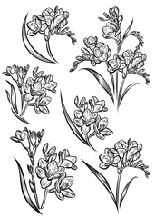 Line Art Vector of Freesia flower for your art work.