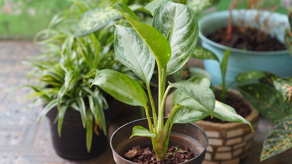 Fresh organic plant with vibrant green leaves growing in a pot