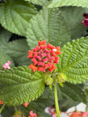 close up of red berries