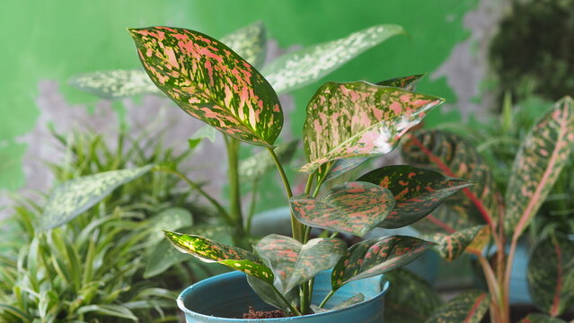 Aglaonema plant, commonly known as Chinese Evergreen in a pot