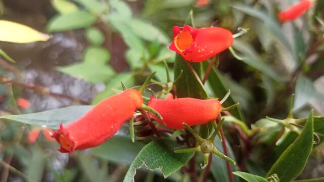 Seemannia sylvatica is a vibrant flowering plant with tubular red-orange blooms, perfect for adding color and charm to shaded gardens or indoor pots