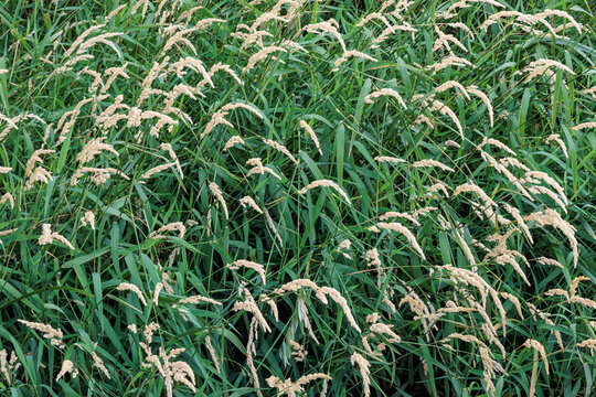 Phalaris arundinacea. Streamside plants of ribbon canary seed or reed canary seed with their spikes.