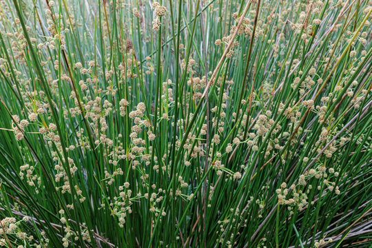 Scirpus holoschoenus. Clustered rush or roundhead bulrush, with elongated stems and spikes.