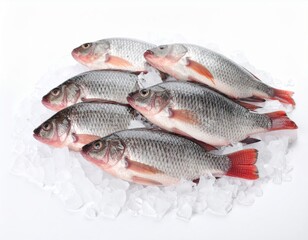 Tilapia fish