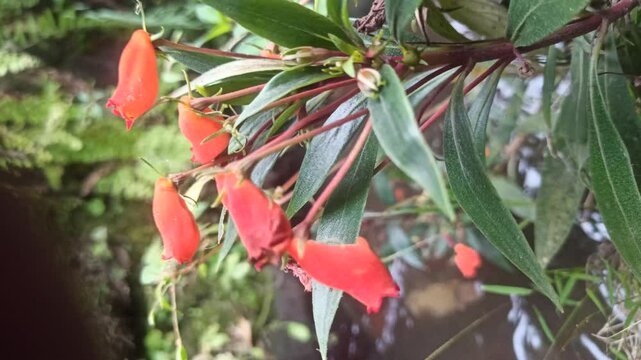 Seemannia sylvatica is a vibrant flowering plant with tubular red-orange blooms, perfect for adding color and charm to shaded gardens or indoor pots