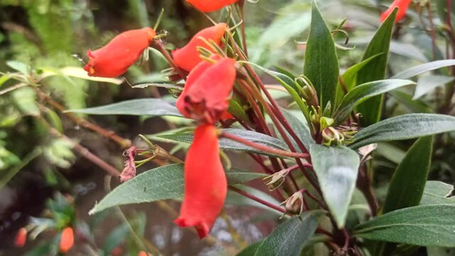 Seemannia sylvatica is a vibrant flowering plant with tubular red-orange blooms, perfect for adding color and charm to shaded gardens or indoor pots
