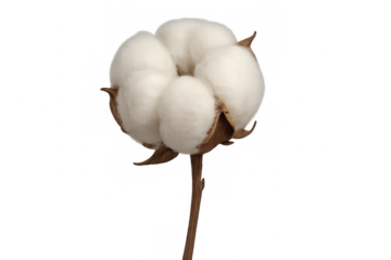 Cotton plant blossom revealing delicate white fibers against transparent background, closeup view