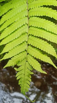 Water fern floats gently on water surfaces with small, overlapping leaves-perfect for aquariums, ponds, and natural water gardens