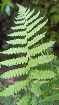 Water fern floats gently on water surfaces with small, overlapping leaves-perfect for aquariums, ponds, and natural water gardens