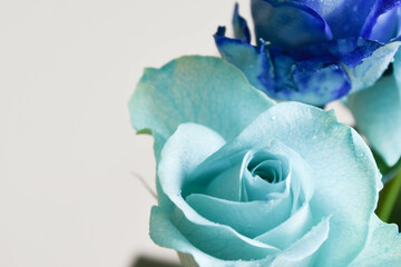 青い薔薇