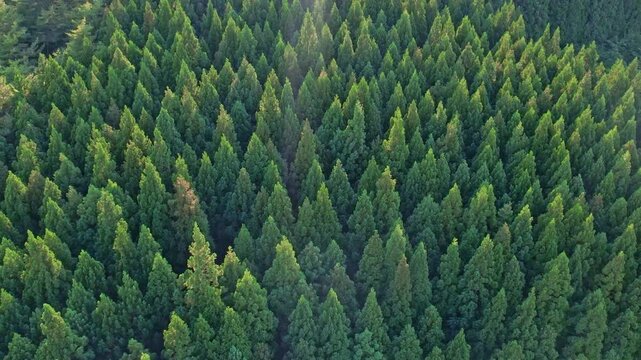 杉林の上から空撮