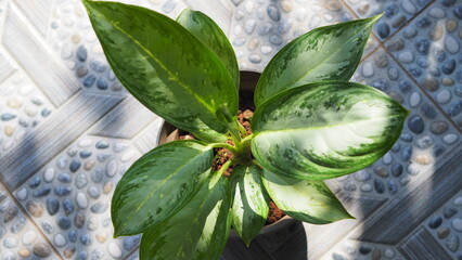 A top-down view of a variegated green plant showcasing broad, glossy leaves with natural light reflections © Ruud
