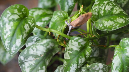 Variegated Green Houseplant Leaves with Natural Pattern Detail © Ruud