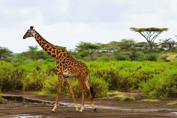 giraffe in the savannah