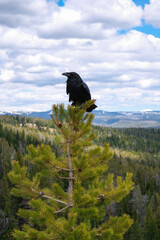 Majestic Raven Observing Yellowstone Wilderness