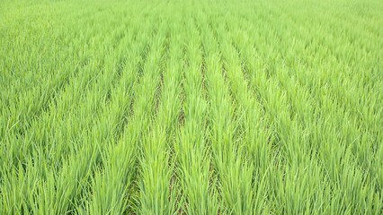 green rice growing in the rice fields looks very beautiful and natural