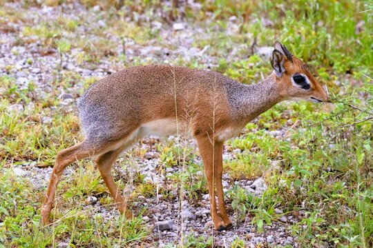 Dikdik in savanna in Ndutu