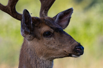 smiling deer