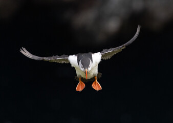 Puffin in flight

