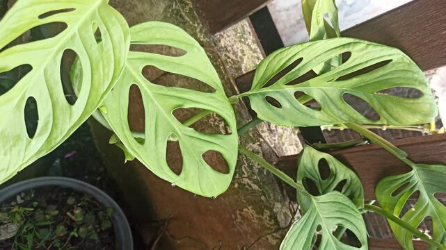 Janda bolong, or Monstera adansonii, is a trendy houseplant with unique holey leaves&mdash;perfect for indoor decor and tropical plant lovers