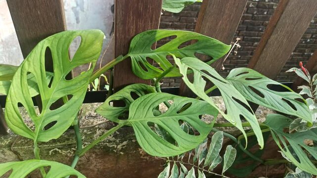 Janda bolong, or Monstera adansonii, is a trendy houseplant with unique holey leaves&mdash;perfect for indoor decor and tropical plant lovers