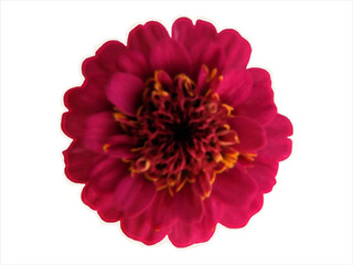 Red Zinnia, bright flower on the garden bed. Blooming plant in the park and on the flowerbed. Cut out element of Zinnia from magazine for contemporary collage design, halftone style, vector 
