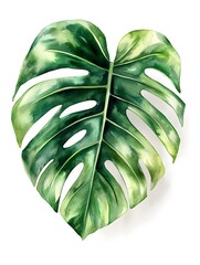 Detailed illustration of a vibrant monstera leaf.