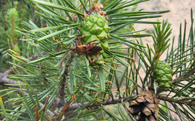 Western conifer seed bug or Leptoglossus occidentalis sitting on a pine tree.