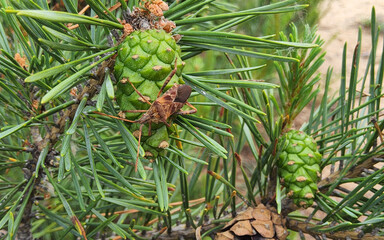 Western conifer seed bug or Leptoglossus occidentalis sitting on a pine tree.