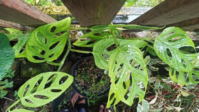 Janda bolong, or Monstera adansonii, is a trendy houseplant with unique holey leaves&mdash;perfect for indoor decor and tropical plant lovers