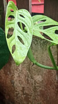 Janda bolong, or Monstera adansonii, is a trendy houseplant with unique holey leaves&mdash;perfect for indoor decor and tropical plant lovers