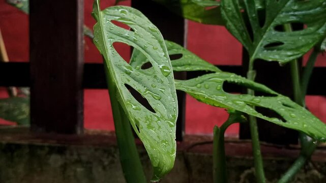 Janda bolong, or Monstera adansonii, is a trendy houseplant with unique holey leaves&mdash;perfect for indoor decor and tropical plant lovers