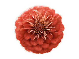 Orange Zinnia, bright flower on the garden bed. Cut out element of Zinnia from magazine for contemporary collage design, halftone vector